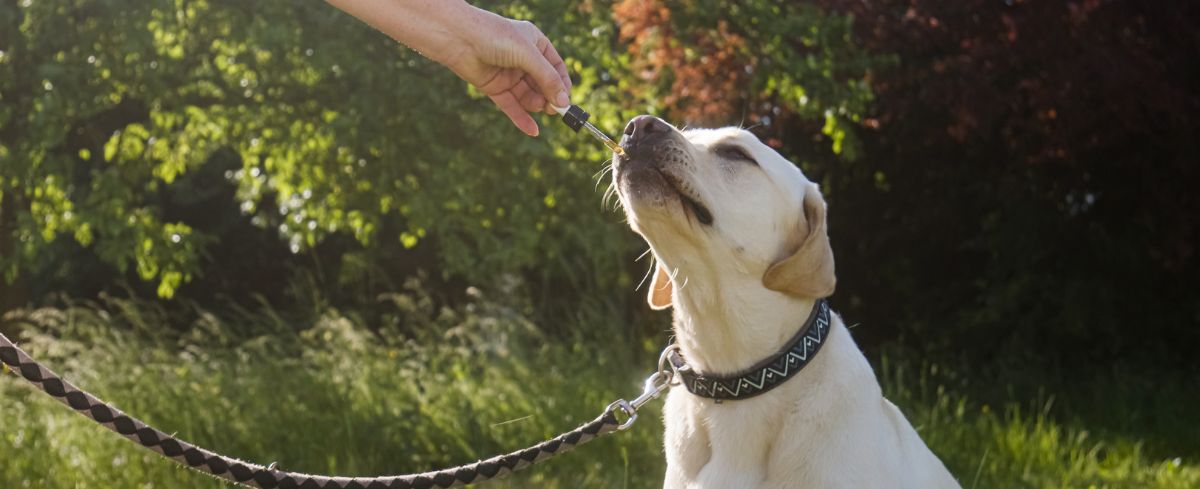 How to Create a Pet-Friendly CBD Routine for Your Animals