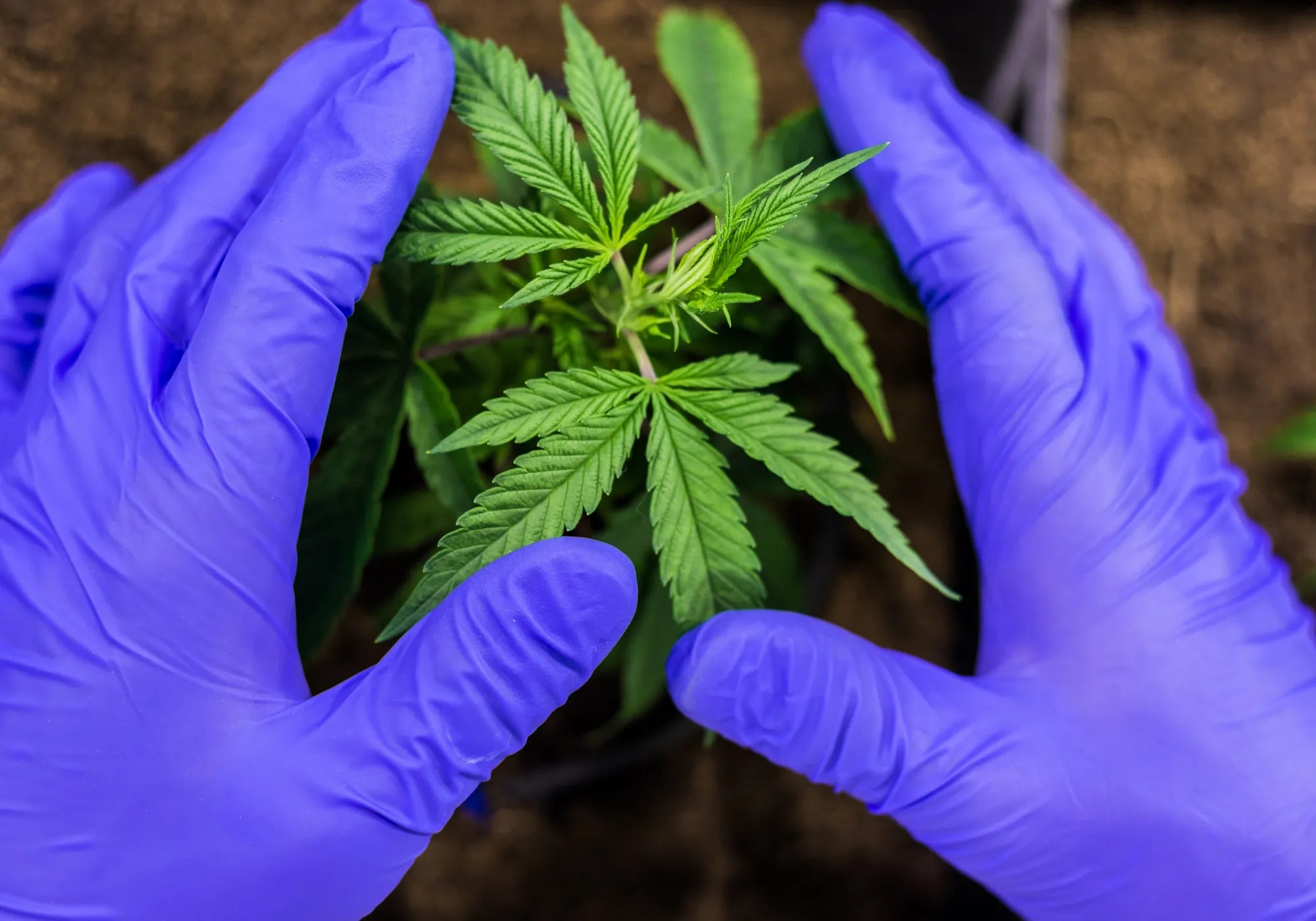 someone holding a marijuana plant to extract CBD